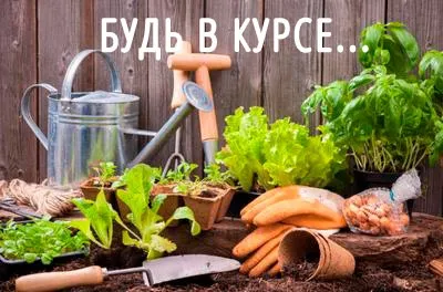 Листова галова попелиця на смородині, як боротися