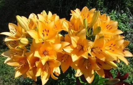 Лілії ла-гібриди що являють собою, кращі сорти з фото і назвами, зимівля, посадка, догляд (ла-гібриди) Лілії ла-гібриди що являють собою, кращі сорти з фото і назвами, зимівля, посадка, догляд