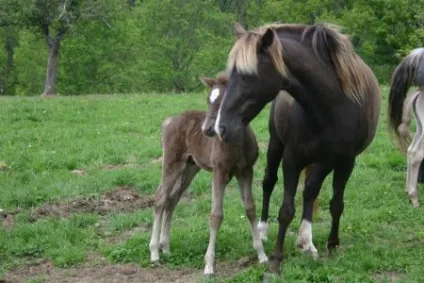 Кінь скелястих гір (rocky mountain horse) фото, опис, історія походження - сайт про коней (mountain) Кінь скелястих гір (rocky mountain horse) фото, опис, історія походження - сайт про коней