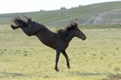 Кінь скелястих гір (rocky mountain horse) фото, опис, історія походження - сайт про коней (характерний) Кінь скелястих гір (rocky mountain horse) фото, опис, історія походження - сайт про коней