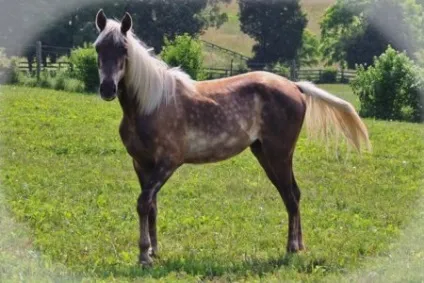 Кінь скелястих гір (rocky mountain horse) фото, опис, історія походження - сайт про коней (тільки) Кінь скелястих гір (rocky mountain horse) фото, опис, історія походження - сайт про коней