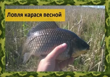 Ловля карася та коропа навесні, про риболовлю - секрети риболовлі (карася) Ловля карася та коропа навесні, про риболовлю - секрети риболовлі