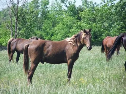 Кінь скелястих гір (rocky mountain horse) фото, опис, історія походження - сайт про коней (вершника) Кінь скелястих гір (rocky mountain horse) фото, опис, історія походження - сайт про коней