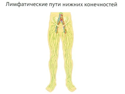 Лімфорея нижніх кінцівок лікування і причини (лімфорея) Лімфорея нижніх кінцівок лікування і причини