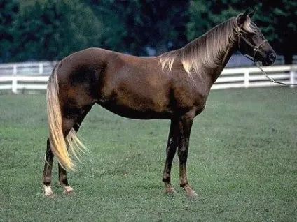 Кінь скелястих гір (rocky mountain horse) фото, опис, історія походження - сайт про коней (седдл) Кінь скелястих гір (rocky mountain horse) фото, опис, історія походження - сайт про коней