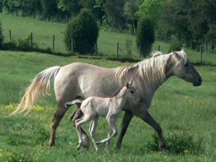 Кінь скелястих гір (rocky mountain horse) фото, опис, історія походження - сайт про коней (седдл) Кінь скелястих гір (rocky mountain horse) фото, опис, історія походження - сайт про коней