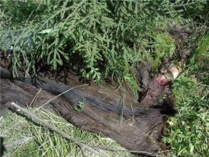 Лось був збитий машиною і розчленований невідомими на Серовский трасі (фото) (Єкатеринбург) Лось був збитий машиною і розчленований невідомими на Серовский трасі (фото)