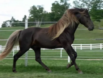 Кінь скелястих гір (rocky mountain horse) фото, опис, історія походження - сайт про коней (коні) Кінь скелястих гір (rocky mountain horse) фото, опис, історія походження - сайт про коней