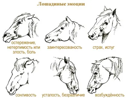Кінський мову, кіннотнику на замітку (кінський) Кінський мову, кіннотнику на замітку