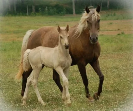 Кінь скелястих гір (rocky mountain horse) фото, опис, історія походження - сайт про коней (скелястих) Кінь скелястих гір (rocky mountain horse) фото, опис, історія походження - сайт про коней