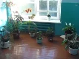 Найкраще оформлення кабінету біології (краще) Найкраще оформлення кабінету біології