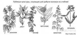 Луб'яні волокна, мистецтво шити (луб'яне волокно стебел) Луб'яні волокна, мистецтво шити