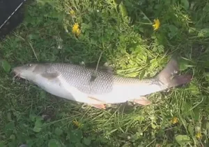 ловля вусаня