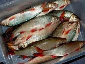 Ловля подуста на донку, поплавок в проводку і спінінг (ловля) Ловля подуста на донку, поплавок в проводку і спінінг