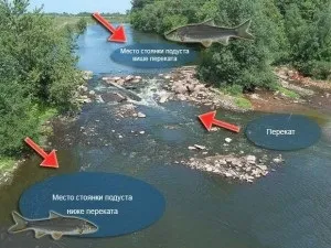 Ловля подуста на донку, поплавок в проводку і спінінг (ловля) Ловля подуста на донку, поплавок в проводку і спінінг