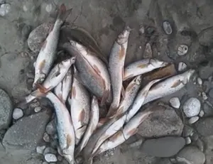 ловля вусаня