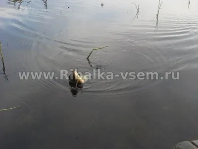 Ловля мирної риби на старицях річок
