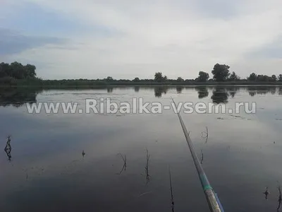 Ловля мирної риби на старицях річок