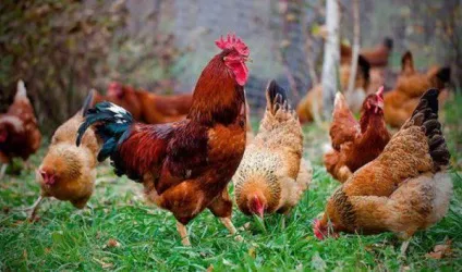 Кращі породи курей несучок для домашнього розведення (курочки Продуктивність Середній яйця) Кращі породи курей несучок для домашнього розведення