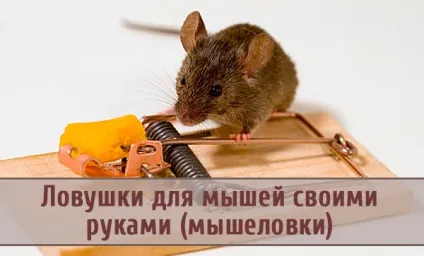 Пастки для мишей своїми руками (мишоловки) (мишей) Пастки для мишей своїми руками (мишоловки)
