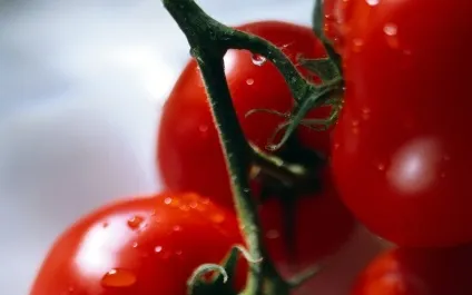 Кращі сорти томатів для сибіру для теплиці, насіння для відкритого грунту, фото томатів (насіння) Кращі сорти томатів для сибіру для теплиці, насіння для відкритого грунту, фото томатів