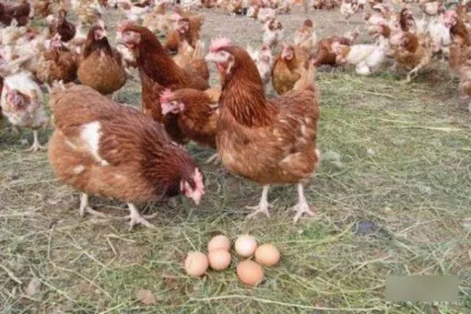 Кращі породи курей несучок для домашнього розведення (курочки Продуктивність Середній) Кращі породи курей несучок для домашнього розведення