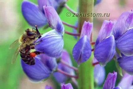 Кращі сидерати - люпин однорічний, дачну ділянку (люпин однорічний) Кращі сидерати - люпин однорічний, дачну ділянку