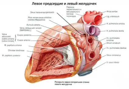 Хибна хорда лівого шлуночка, її ознаки і необхідні заходи терапії (хорда) Хибна хорда лівого шлуночка, її ознаки і необхідні заходи терапії
