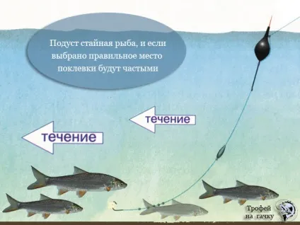 Ловля подуста на протязі ловля на поплавкову вудку, донки (фідер) (донки) Ловля подуста на протязі ловля на поплавкову вудку, донки (фідер)