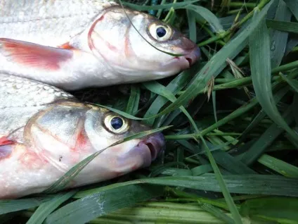 ловля подуста