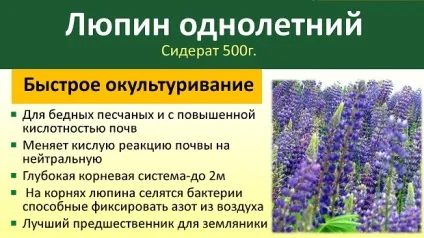 Люпин як сидерат для городу, види, вирощування і закладення в грунт (види) Люпин як сидерат для городу, види, вирощування і закладення в грунт