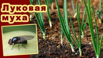 Цибулева муха фото, як боротися, ніж обробляти рослини, народні засоби боротьби, відео (кошти) Цибулева муха фото, як боротися, ніж обробляти рослини, народні засоби боротьби, відео