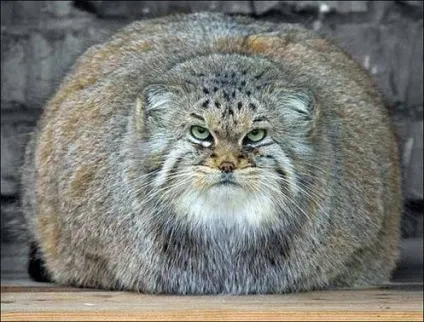 Любов кішки