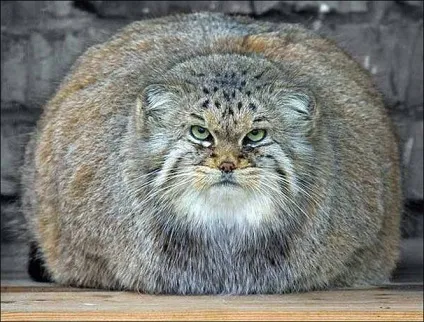 Любов кішки
