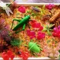 Макет «комахи»