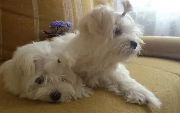 Мальтійська болонка плюси і мінуси породи, фото, відгуки та опис (мальтійська) Мальтійська болонка плюси і мінуси породи, фото, відгуки та опис