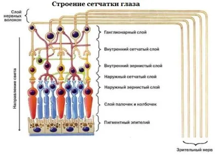 Макулодистрофія суха форма