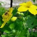 Масло руколи застосування в домашніх умовах (застосування) Масло руколи застосування в домашніх умовах