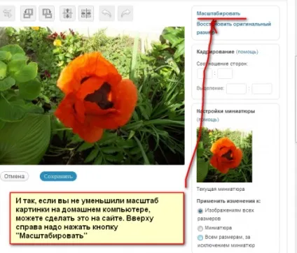 Масштабування картинки в wordpress