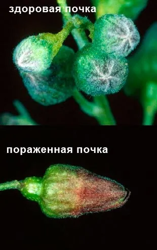 Махровість чорної смородини