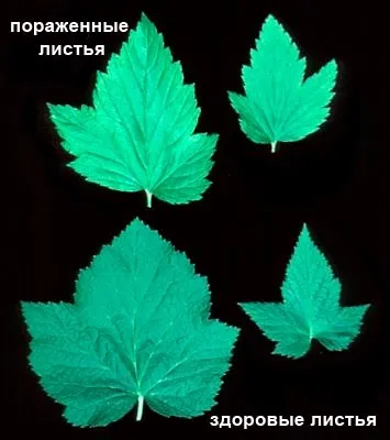 Махровість чорної смородини