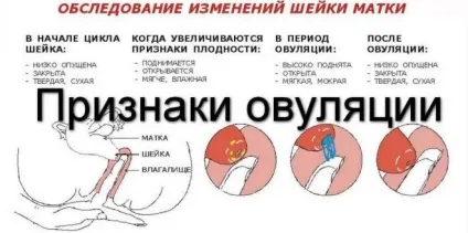 Матка перед місячними і під час яка на дотик шийка (місячними) Матка перед місячними і під час яка на дотик шийка