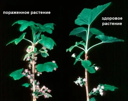 Махровість чорної смородини