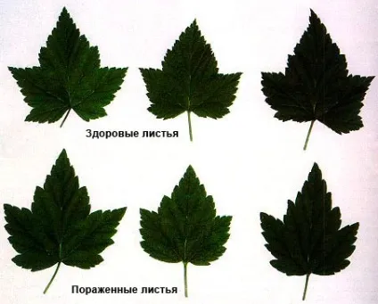Махровість чорної смородини