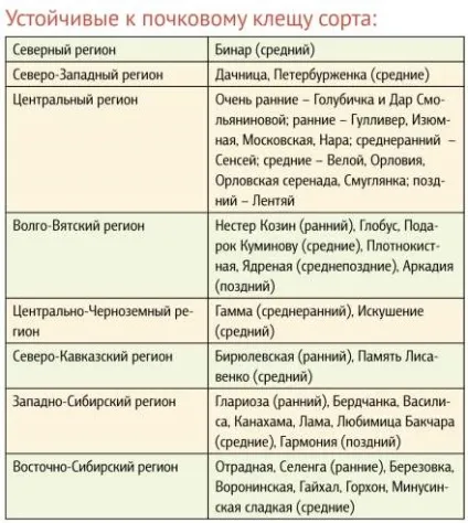 Махровість на чорній смородині, ваші 6 соток