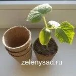 Коли сіяти квіти на розсаду календар посіву однорічних квітів (коли сіяти квіти на розсаду) Коли сіяти квіти на розсаду календар посіву однорічних квітів