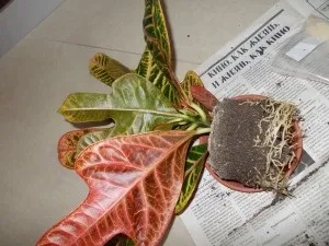 Кодиеум догляд в домашніх умовах (кротон), фото, пересадка і розмноження (умовах) Кодиеум догляд в домашніх умовах (кротон), фото, пересадка і розмноження