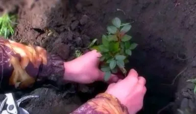 Коли краще пересаджувати троянди на інше місце, восени або навесні (пересаджувати) Коли краще пересаджувати троянди на інше місце, восени або навесні