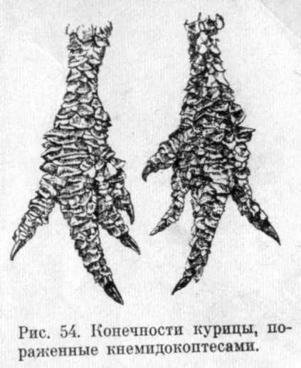 Кнемідокоптоз курей
