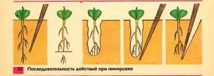 Коли пікірувати помідори після сходів пікіровка розсади в березні за місячним календарем, оптимальні (пікіровка) Коли пікірувати помідори після сходів пікіровка розсади в березні за місячним календарем, оптимальні